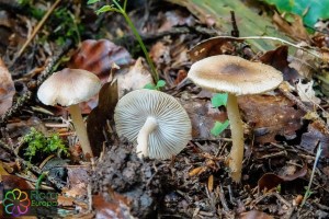 Inocybe napipes (6)_LR